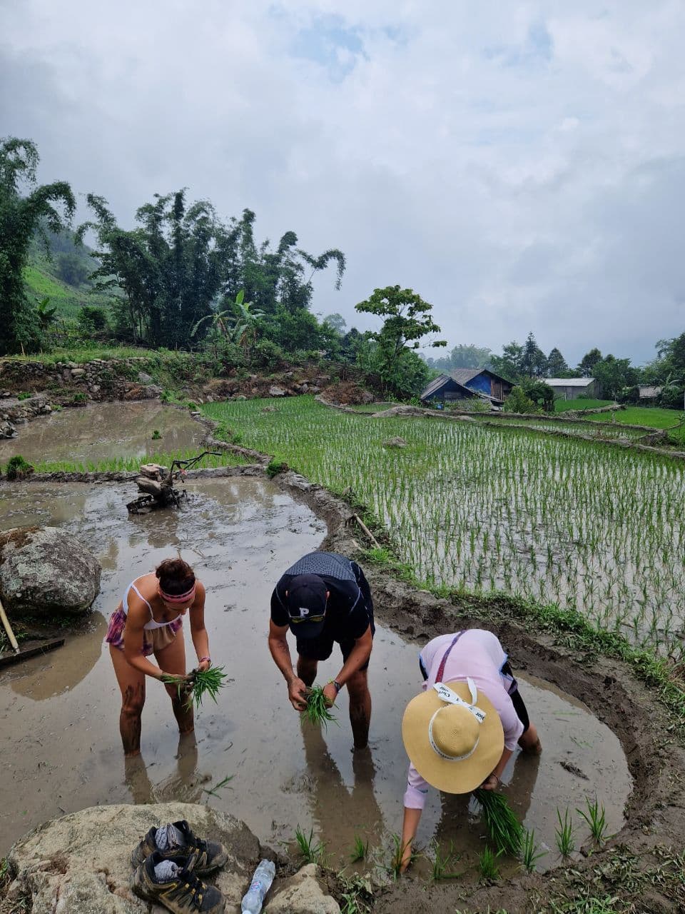 rice fields in Sapa Vietnam