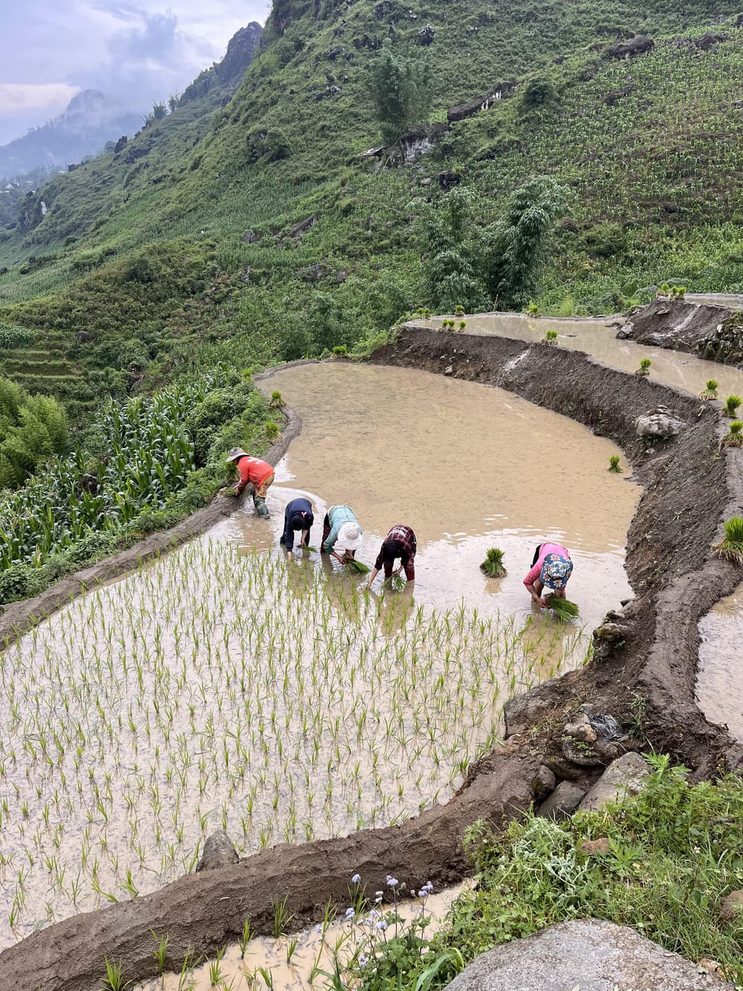 vietnamese planting rice in rice field
